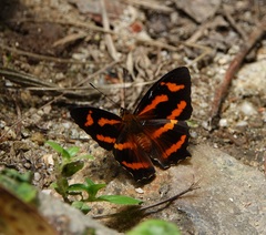 Symbrenthia hypselis