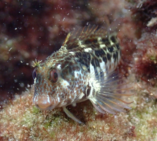 Parablennius intermedius