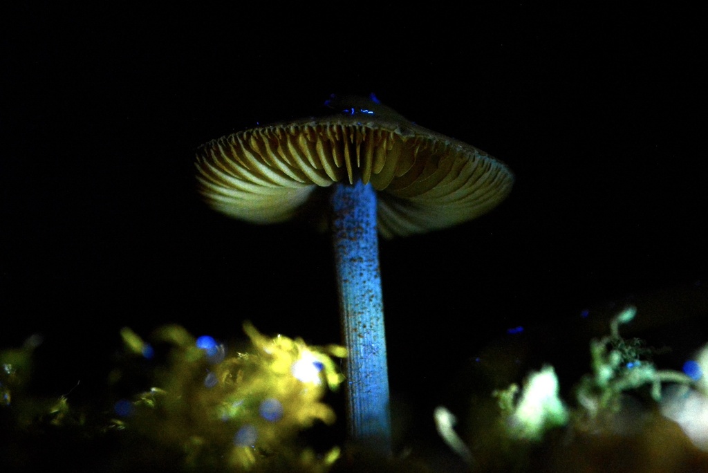 Conocybe · May 2026 · photo: © cryptomarasmius (iNaturalist, cc-by)