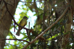 Rhynchocyclus brevirostris