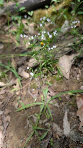 Krigia dandelion, photograph 3