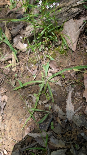 Krigia dandelion, photograph 4