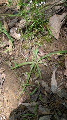 Krigia dandelion, photograph (c) Peyton Phelps, some rights reserved (CC BY)
