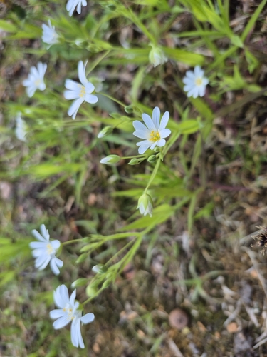 greater stitchwort