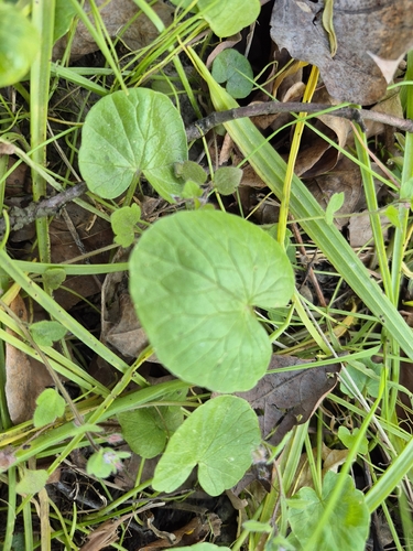 lesser celandine