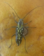 Neopoeciloderma lepturoides