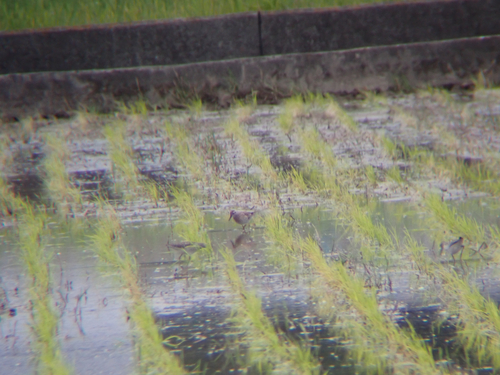 Sharp-tailed Sandpiper