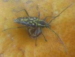Neopoeciloderma lepturoides