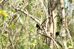 Amblycercus holosericeus