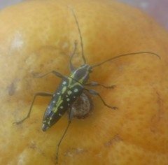 Neopoeciloderma lepturoides