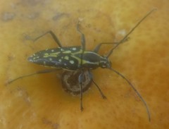 Neopoeciloderma lepturoides