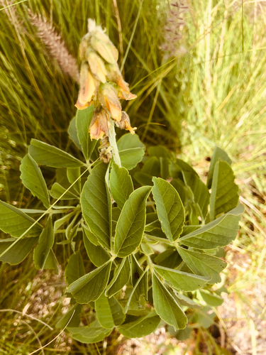 Crotalaria incana observed 2026-05-02