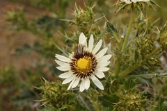 Berkheya cirsiifolia