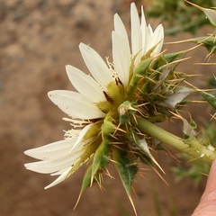 Berkheya cirsiifolia