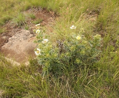 Berkheya cirsiifolia