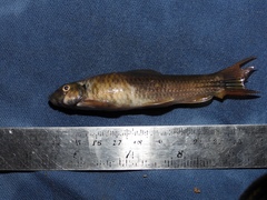 Garra