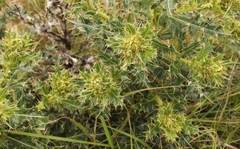 Berkheya cirsiifolia
