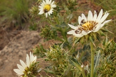 Berkheya cirsiifolia