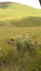Berkheya cirsiifolia