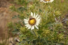 Berkheya cirsiifolia