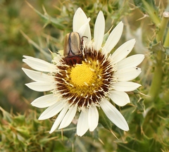 Berkheya cirsiifolia