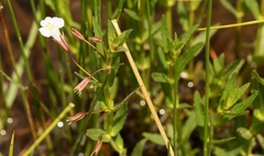 Mimulus strictus