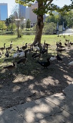 Branta canadensis image