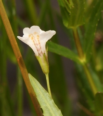 Mimulus strictus
