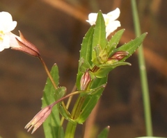 Mimulus strictus