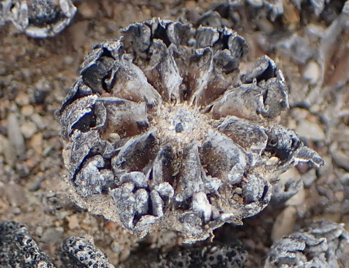 Pleiospilos compactus