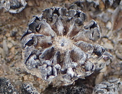 Pleiospilos compactus