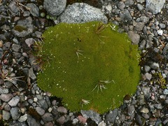 Arenaria dicranoides