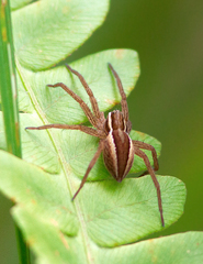 Dolomedes striatus