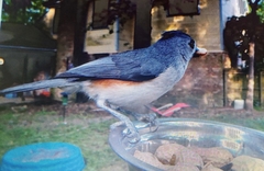 Baeolophus bicolor