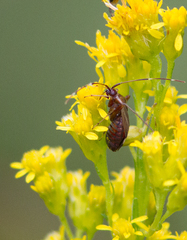Adelphocoris rapidus