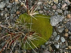 Arenaria dicranoides