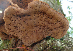 Inocutis ludoviciana