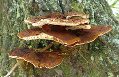 Inocutis ludoviciana