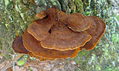 Inocutis ludoviciana