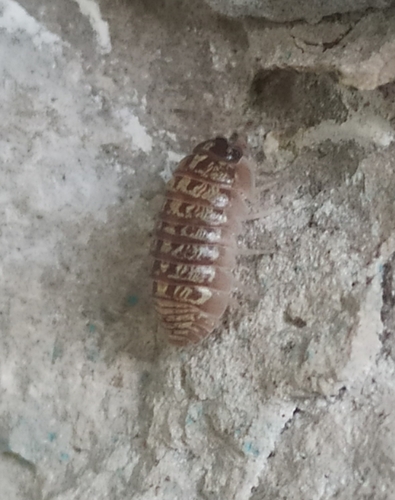 Versicolored Pill Woodlouse, Samara Oblast, Russia, 445354, photo 7 of 10