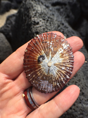 Cellana sandwicensis