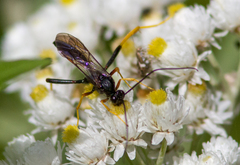 Exetastes suaveolens