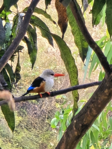 Gray-headed Kingfisher