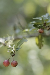 Gymnosporia harveyana