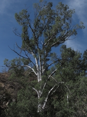Populus brandegeei