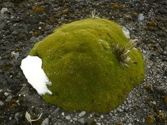 Arenaria dicranoides