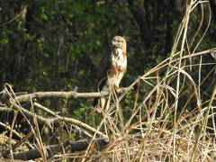 Buteo buteo