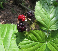 Rubus