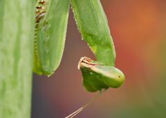 Hierodula tenuidentata