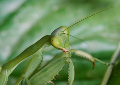 Hierodula tenuidentata